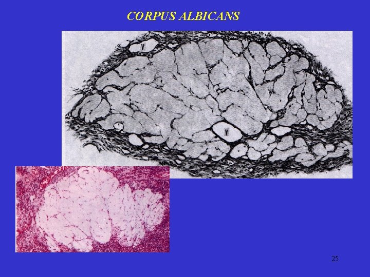 CORPUS ALBICANS 25 