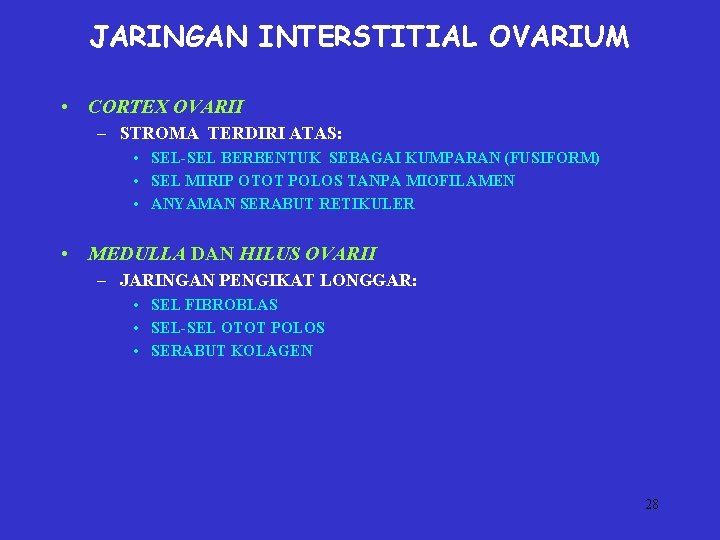 JARINGAN INTERSTITIAL OVARIUM • CORTEX OVARII – STROMA TERDIRI ATAS: • SEL-SEL BERBENTUK SEBAGAI