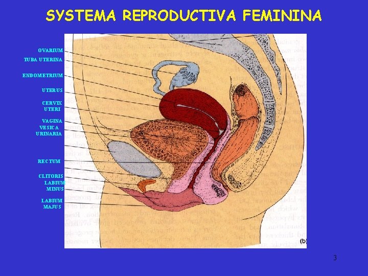 SYSTEMA REPRODUCTIVA FEMININA OVARIUM TUBA UTERINA ENDOMETRIUM UTERUS CERVIX UTERI VAGINA VESICA URINARIA RECTUM