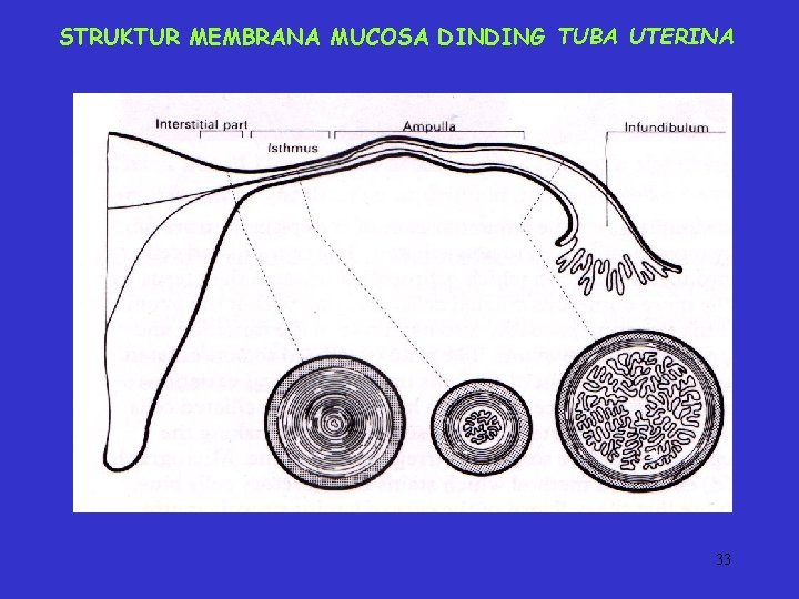 STRUKTUR MEMBRANA MUCOSA DINDING TUBA UTERINA 33 