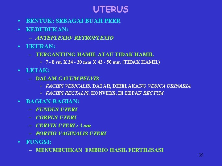 UTERUS • BENTUK: SEBAGAI BUAH PEER • KEDUDUKAN: – ANTEFLEXIO/ RETROFLEXIO • UKURAN: –