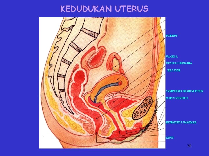 KEDUDUKAN UTERUS VAGINA VESICA URINARIA RECTUM SYMPHISIS OSSIUM PUBIS MONS VENERIS INTROITUS VAGINAE ANUS