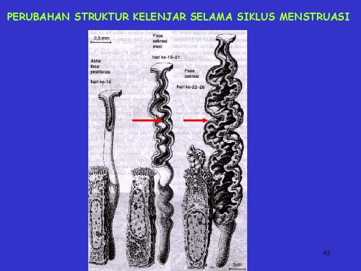 PERUBAHAN STRUKTUR KELENJAR SELAMA SIKLUS MENSTRUASI 48 