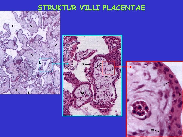 STRUKTUR VILLI PLACENTAE 55 