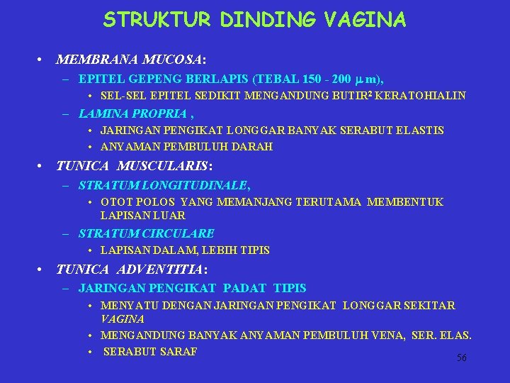 STRUKTUR DINDING VAGINA • MEMBRANA MUCOSA: – EPITEL GEPENG BERLAPIS (TEBAL 150 - 200