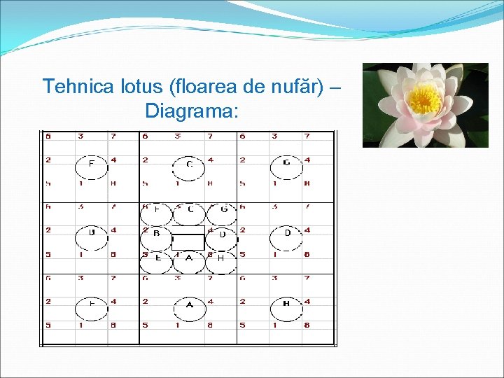 Tehnica lotus (floarea de nufăr) – Diagrama: 
