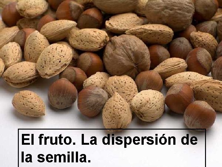 El fruto. La dispersión de la semilla. El fruto. La dispersión de la semilla.