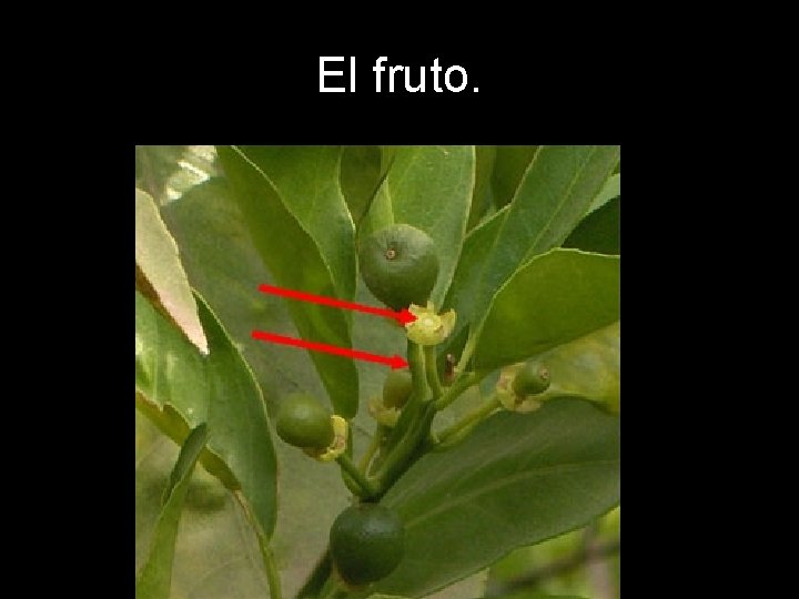El fruto. El fruto.