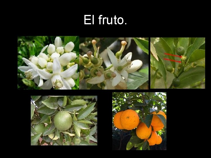 El fruto. El fruto.