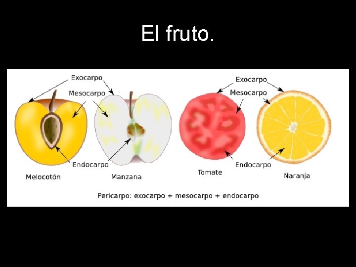 El fruto. El fruto.