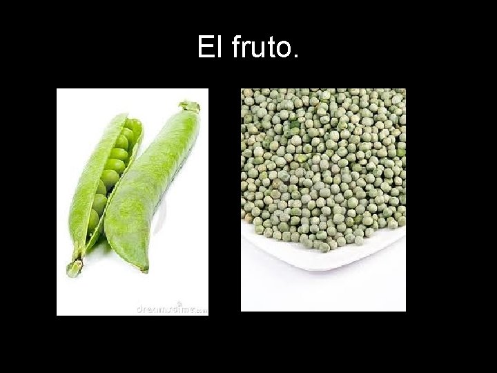 El fruto. El fruto.