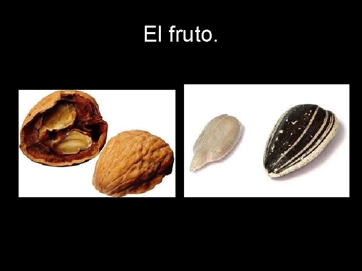 El fruto. El fruto.