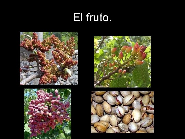 El fruto. El fruto.