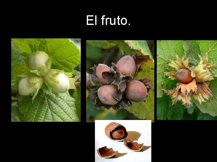 El fruto. El fruto.