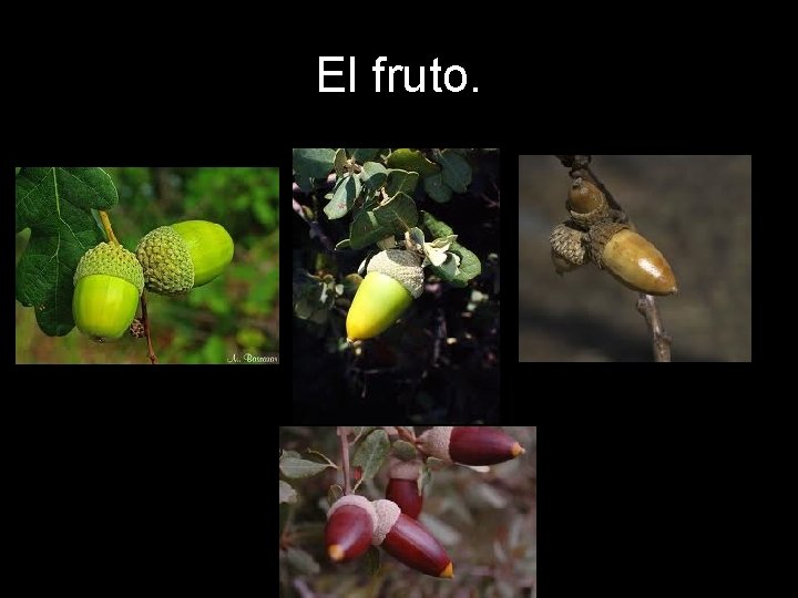 El fruto. El fruto.