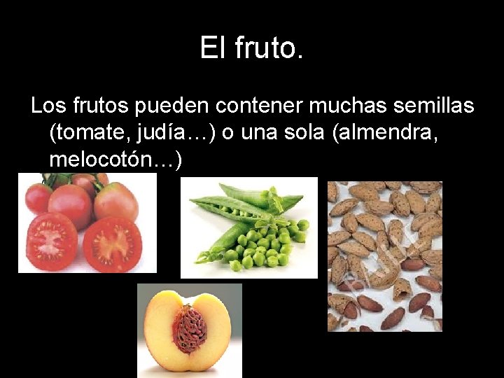 El fruto. Los frutos pueden contener muchas semillas (tomate, judía…) o una sola (almendra, El fruto. Los frutos pueden contener muchas semillas (tomate, judía…) o una sola (almendra,
