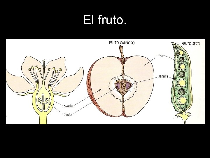 El fruto. El fruto.