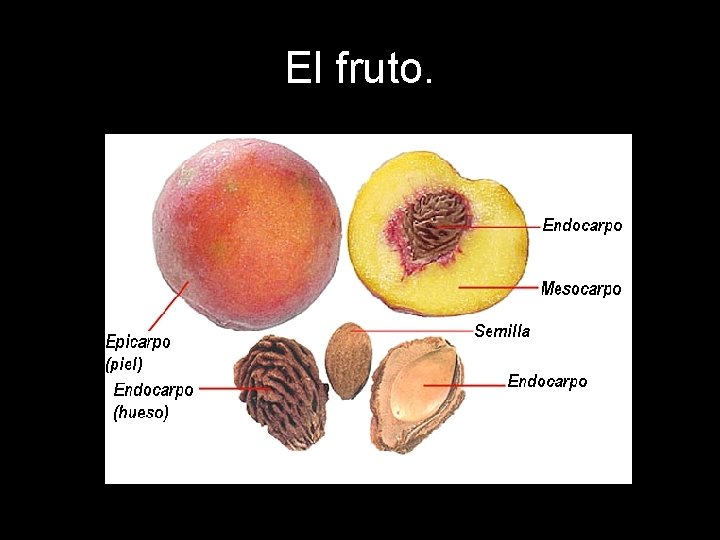 El fruto. El fruto.