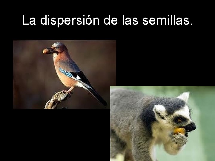 La dispersión de las semillas. La dispersión de las semillas.