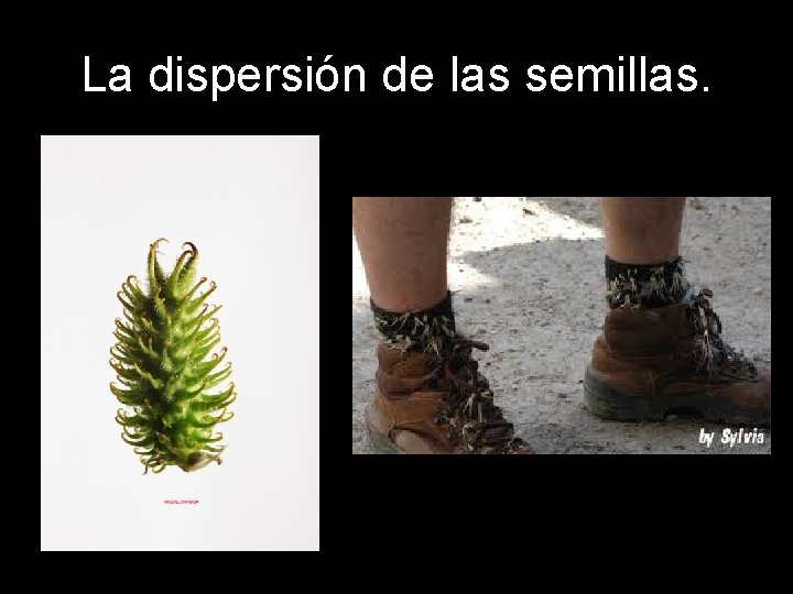 La dispersión de las semillas. La dispersión de las semillas.