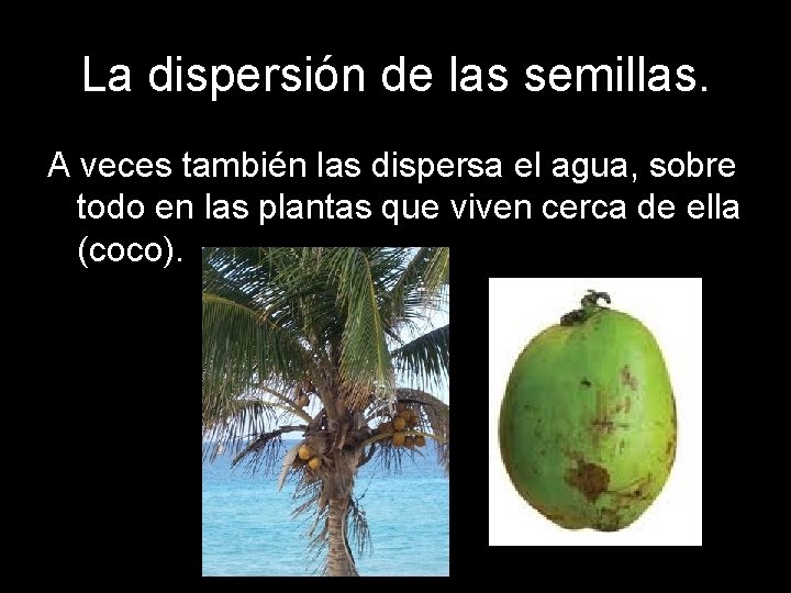 La dispersión de las semillas. A veces también las dispersa el agua, sobre todo La dispersión de las semillas. A veces también las dispersa el agua, sobre todo