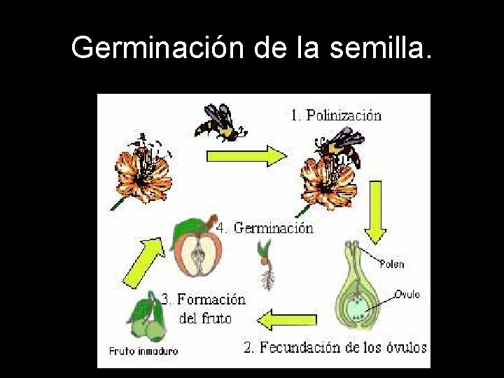 Germinación de la semilla. Germinación de la semilla.