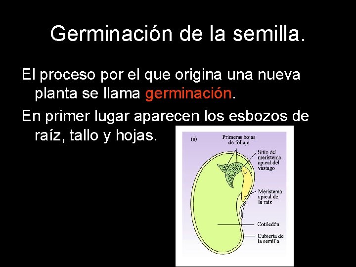 Germinación de la semilla. El proceso por el que origina una nueva planta se Germinación de la semilla. El proceso por el que origina una nueva planta se