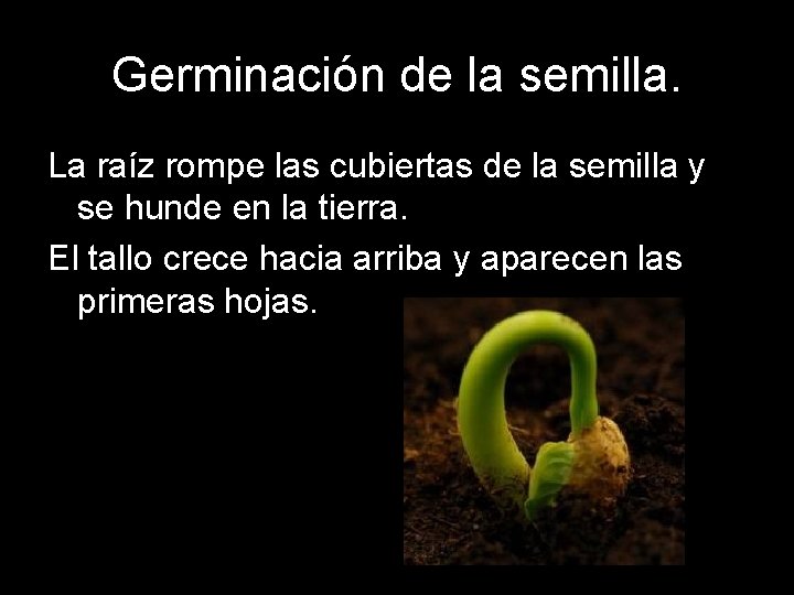 Germinación de la semilla. La raíz rompe las cubiertas de la semilla y se Germinación de la semilla. La raíz rompe las cubiertas de la semilla y se