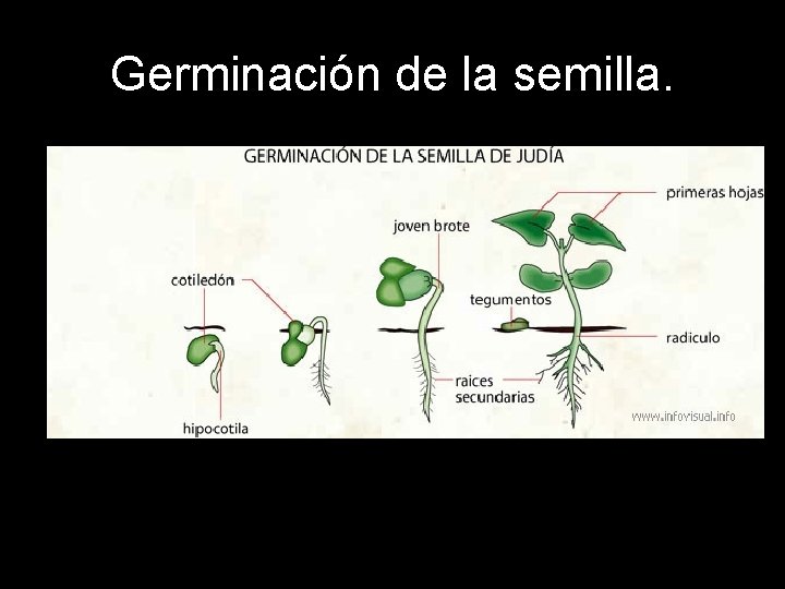 Germinación de la semilla. Germinación de la semilla.