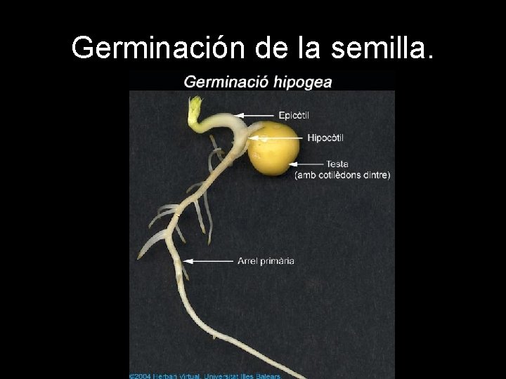 Germinación de la semilla. Germinación de la semilla.