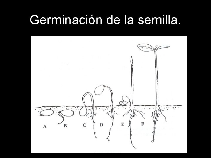 Germinación de la semilla. Germinación de la semilla.