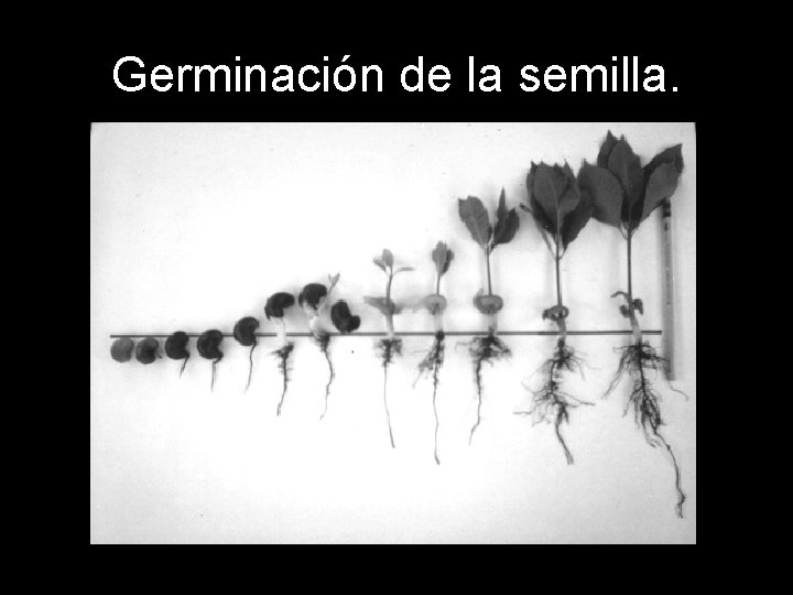 Germinación de la semilla. Germinación de la semilla.