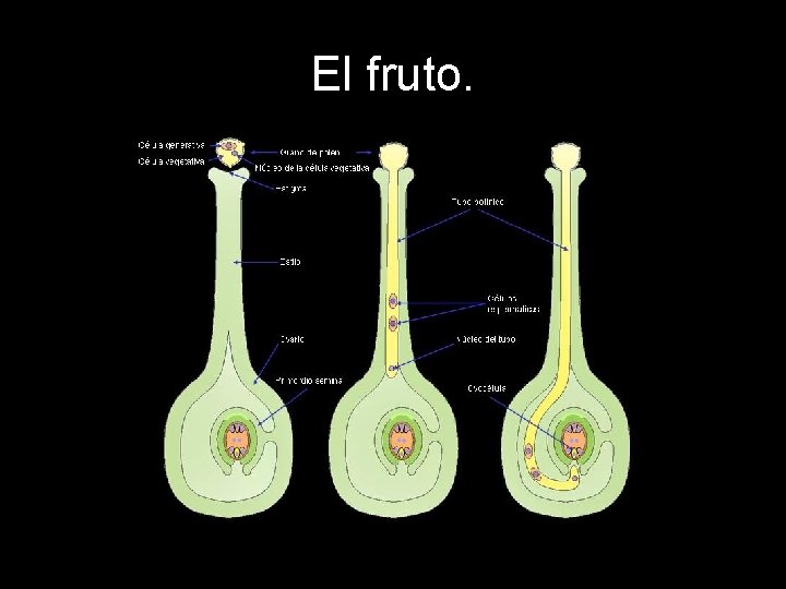 El fruto. El fruto.