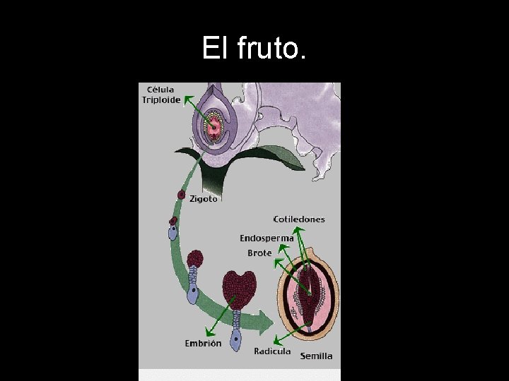 El fruto. El fruto.