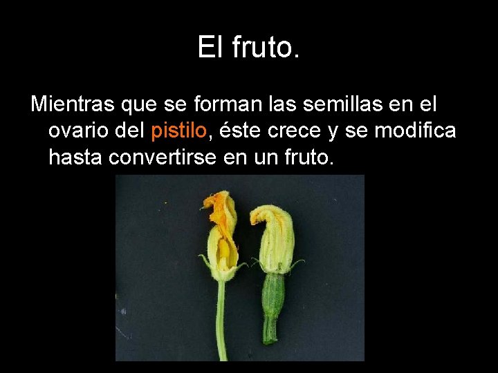 El fruto. Mientras que se forman las semillas en el ovario del pistilo, éste El fruto. Mientras que se forman las semillas en el ovario del pistilo, éste