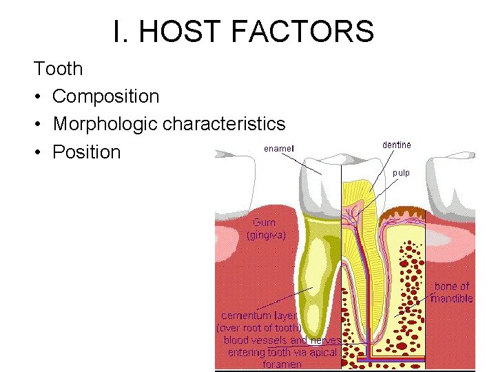 I. HOST FACTORS Tooth • Composition • Morphologic characteristics • Position 