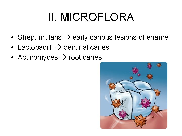 II. MICROFLORA • Strep. mutans early carious lesions of enamel • Lactobacilli dentinal caries