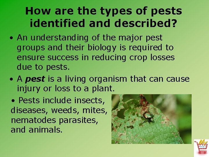 How are the types of pests identified and described? • An understanding of the