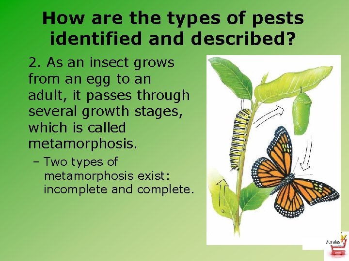 How are the types of pests identified and described? 2. As an insect grows