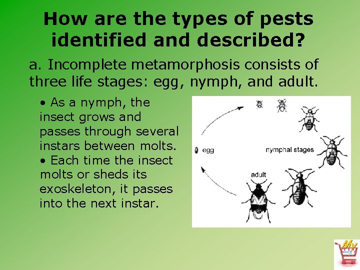 How are the types of pests identified and described? a. Incomplete metamorphosis consists of