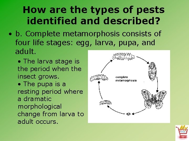 How are the types of pests identified and described? • b. Complete metamorphosis consists