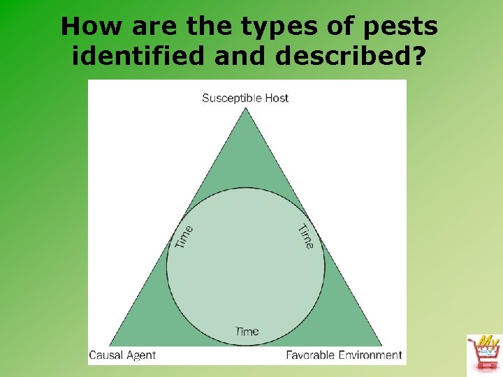 How are the types of pests identified and described? 