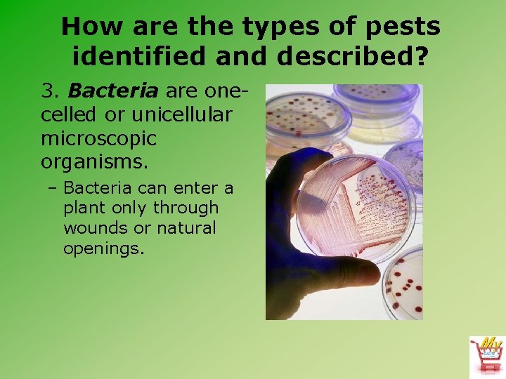 How are the types of pests identified and described? 3. Bacteria are onecelled or