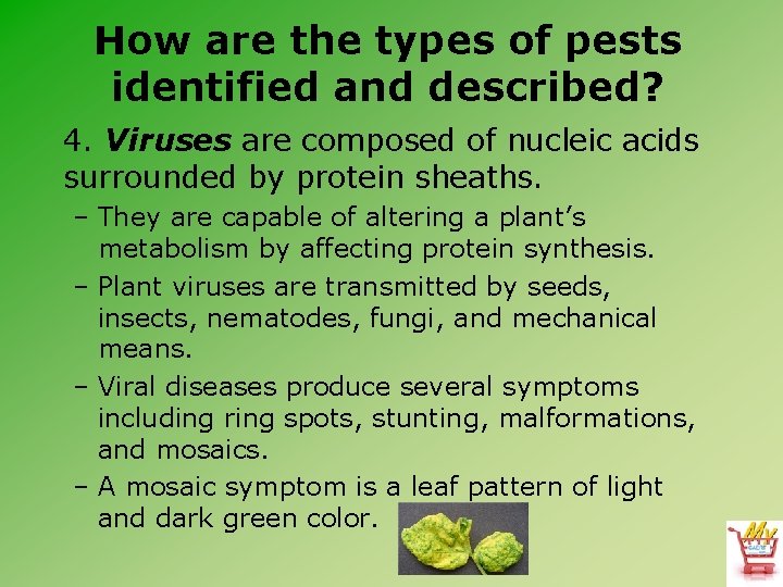 How are the types of pests identified and described? 4. Viruses are composed of