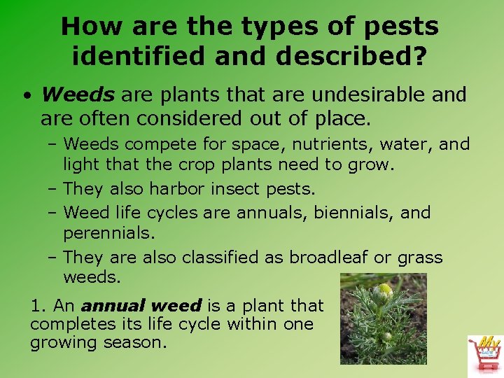 How are the types of pests identified and described? • Weeds are plants that