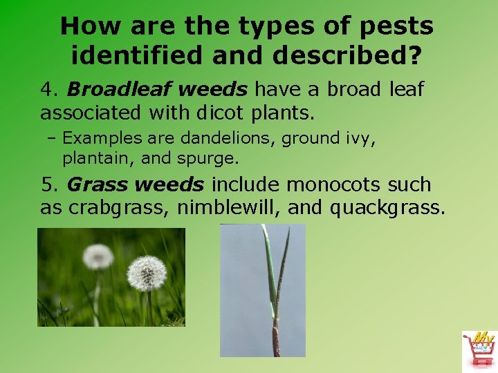 How are the types of pests identified and described? 4. Broadleaf weeds have a