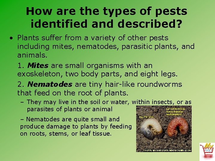 How are the types of pests identified and described? • Plants suffer from a