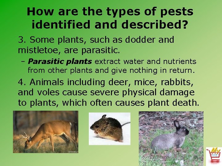 How are the types of pests identified and described? 3. Some plants, such as