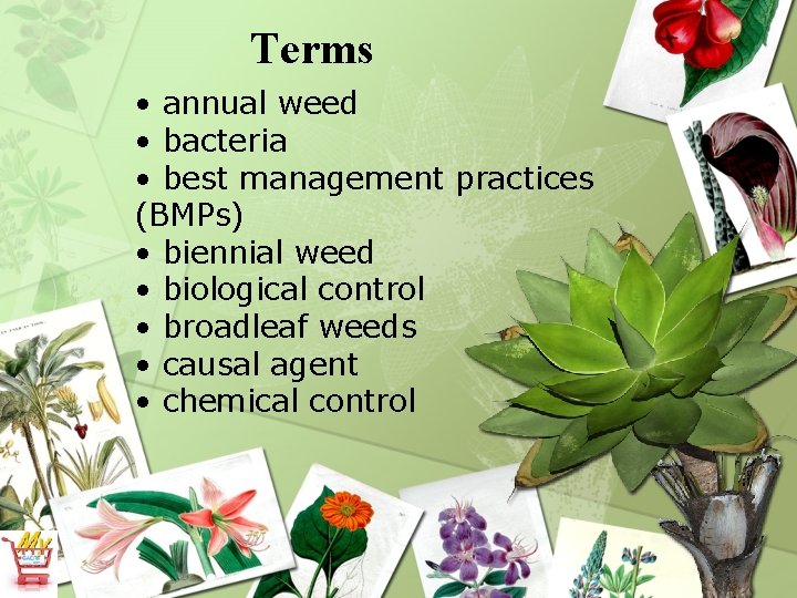 Terms • annual weed • bacteria • best management practices (BMPs) • biennial weed