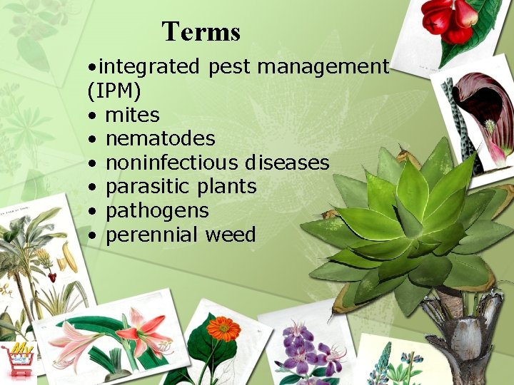 Terms • integrated pest management (IPM) • mites • nematodes • noninfectious diseases •